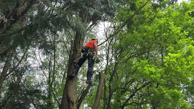  Garden Acres, CA Tree Removal and Landscaping Services Pros